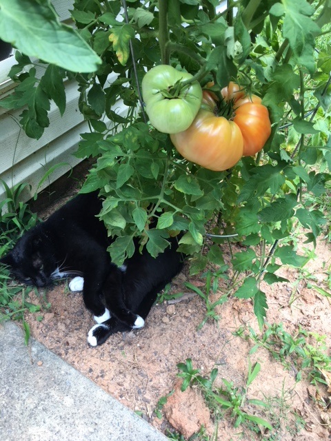 Cats and Vegetables